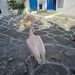 公寓 Lalaland Mykonos Town